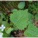Feuille de l'alliaire officinale