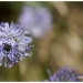 Globulaire � tige nue