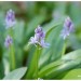 Scille lis-jacinthe