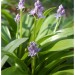 Scille lis-jacinthe