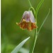 Fritillaire des Pyr�n�es