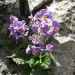 Ramonde des Pyr�n�es