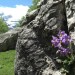 Ramonde des Pyr�n�es
