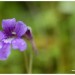 Fleur de la grassette vulgaire