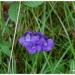 Grassette vulgaire