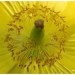 M�conopsis du Pays de Galles