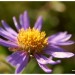 Aster des Alpes