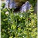 Raiponce en �pi