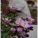 Geranium cendr�