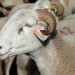 Mouton dans la vall�e de H�as
