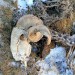 Rencontre macabre sur la mont�e