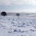 Plateau de l'Aubrac sous la neige