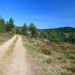 Sentier forestier au col du Sapet