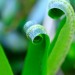 Macro dans le trou de Bozouls
