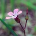 Fleur dans le trou de Bozouls