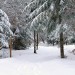 Sentier botanique de Laguiole sous la neige