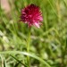 Nigritelle rose dans le Queyras