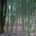 Balade dans le parc de Bourran 5