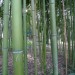 Balade dans le parc de Bourran 7