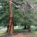 Balade dans le parc de Bourran 8
