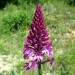 Orchis: fleur lors de la randonn�e en Aveyron � c�t� de Souyri