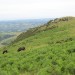 Pottoks lors de la randonn�e au Mondarrain