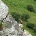 Le fameux rapace qui gu�te: un vautour, sur la randonn�e au Mondarrain