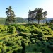 Balade dans les Jardins suspendus de Marqueyssac