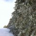Sapins enneig�s sur le Plateau de l'Aubrac en Aveyron