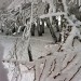 La neige et le givre sur les branches d'arbres d'Aubrac, c�t� Loz�re