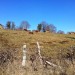 Vaches Aveyronnaises sur le chemin de randonn�e au dessus d'Espalion