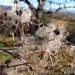 La Cl�matite sauvage ou Vigne blanche pr�s du Pl� de Masse, Vall�e du Lot
