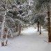 Balade dans la neige sur l'Aubrac