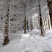 Un beau paysage de neige sur l'Aubrac
