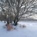 Randonn�e sur l'Aubrac en janvier 2011