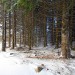 Arbres enneig�s sur l'Aubrac