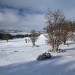 Neige sur le plateau de l'Aubrac