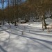 Dans le bois de Saint-Savin