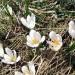 Crocus sur le plateau de l'Aubrac, au printemps