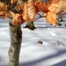 Encore quelques feuilles sur les arbres