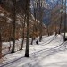 Photos dans le bois de Saint-Savin