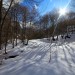 Balade dans le bois de Saint-Savin