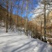 Bois de Saint-Savin dans les Hautes-Pyr�n�es