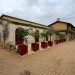 Balade dans les vignes � Smith Haut Lafitte