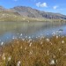 Lac Palluel vu de l'autre c�t�, avec des linaigrettes au premier plan