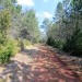 On traverse la for�t pour rejoindre l'autre point de vue