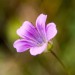 Fleur des Pyr�n�es
