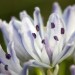 Fleur des Pyr�n�es