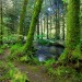 Balade dans la for�t de Huelgoat