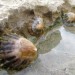 Coquillages � marr�e basse sur la plage de Gu�thary